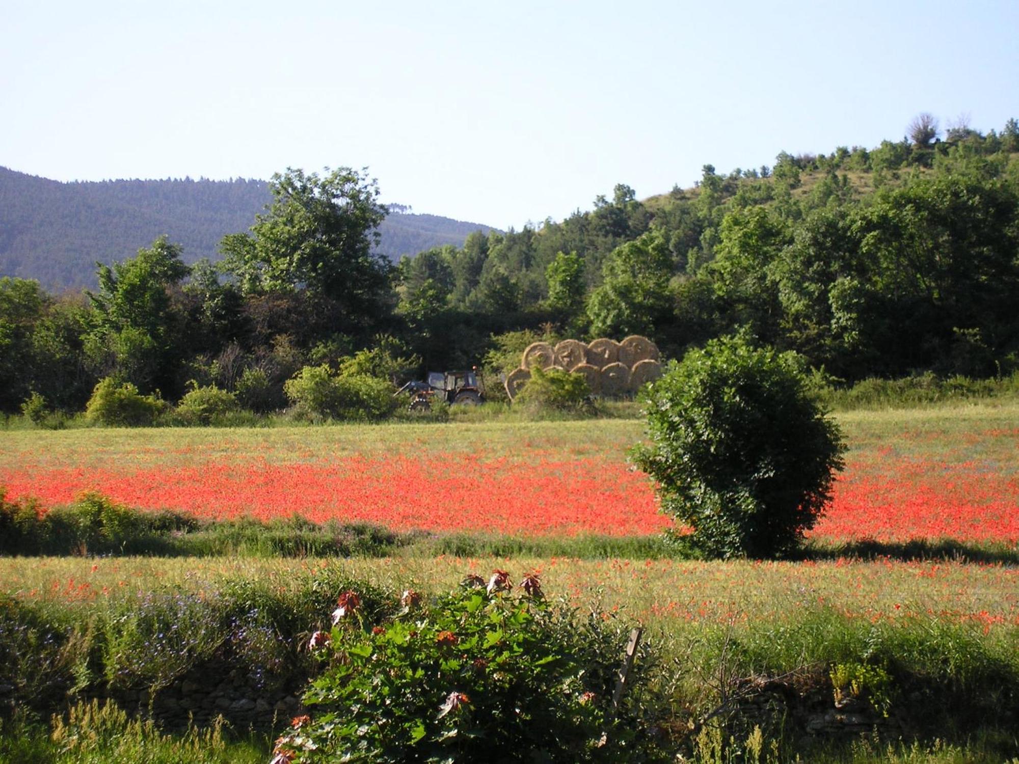 Camping Las Asperas*** Palau-de-Cerdagne Dış mekan fotoğraf